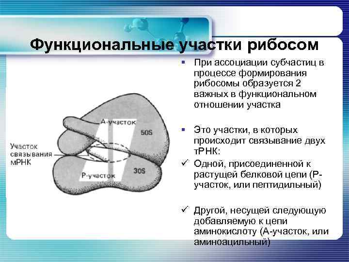 Функциональные участки рибосом § При ассоциации субчастиц в процессе формирования рибосомы образуется 2 важных