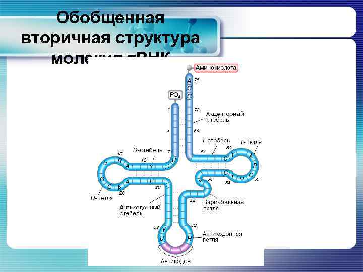 Обобщенная вторичная структура молекул т. РНК 