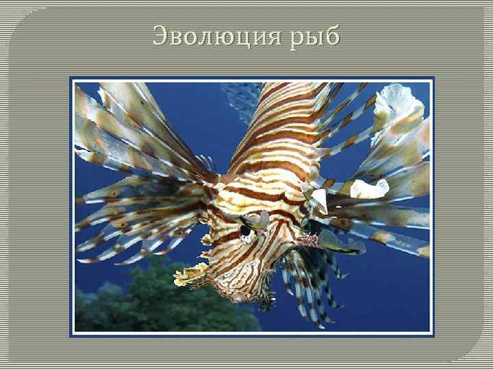 Эволюция рыб 