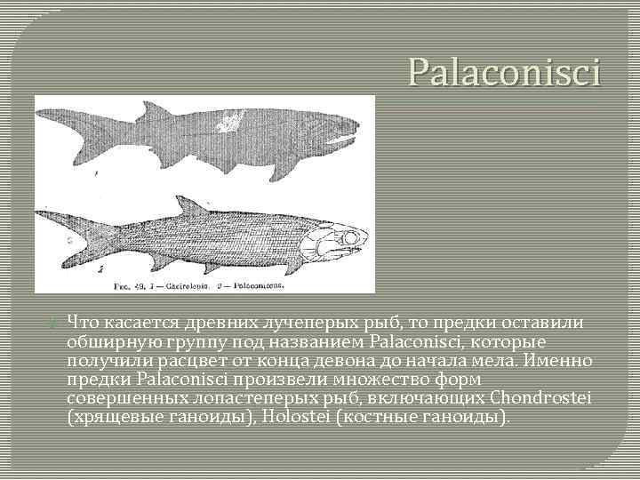 Palaconisci Что касается древних лучеперых рыб, то предки оставили обширную группу под названием Palaconisci,