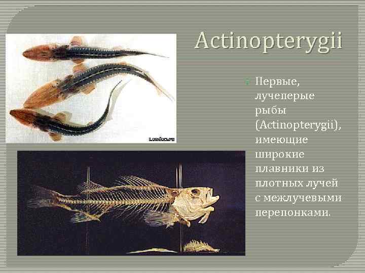 Actinopterygii Первые, лучеперые рыбы (Actinopterygii), имеющие широкие плавники из плотных лучей с межлучевыми перепонками.