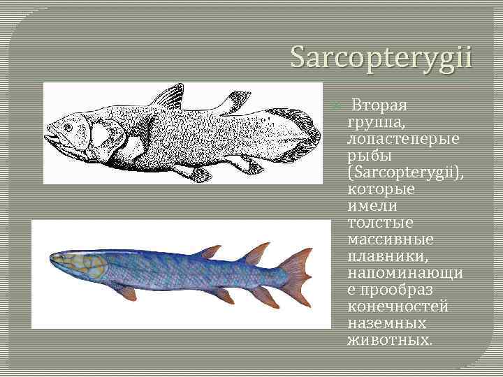 Sarcopterygii Вторая группа, лопастеперые рыбы (Sarcopterygii), которые имели толстые массивные плавники, напоминающи е прообраз