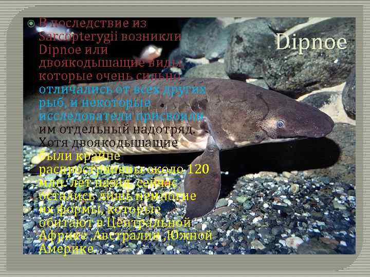  В последствие из Sarcopterygii возникли Dipnoe или двоякодышащие виды, которые очень сильно отличались