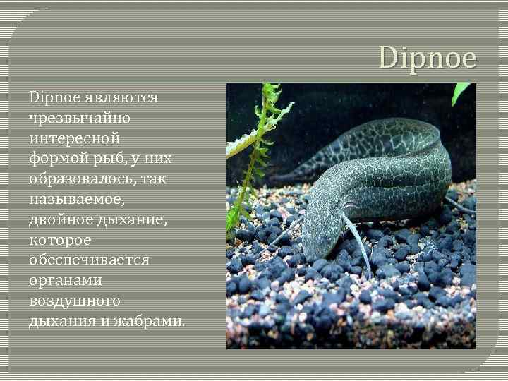 Dipnoe являются чрезвычайно интересной формой рыб, у них образовалось, так называемое, двойное дыхание, которое