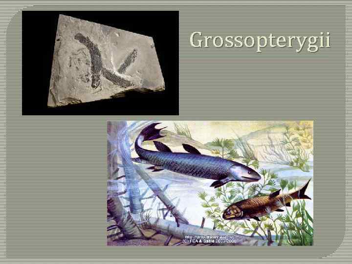 Grossopterygii 