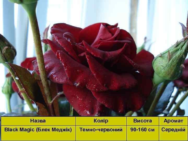 Назва Колір Висота Аромат Black Magic (Блек Mеджік) Темно-червоний 90 -160 см Середній 