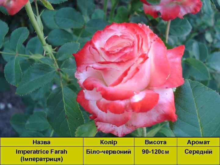 Назва Колір Висота Аромат Imperatrice Farah (Імператриця) Біло-червоний 90 -120 см Середній 