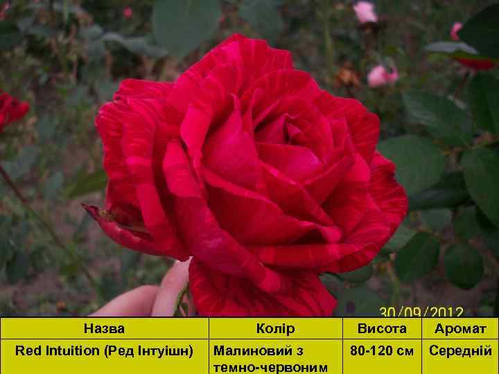 Назва Red Intuition (Ред Інтуішн) Колір Висота Аромат Малиновий з 80 -120 см см