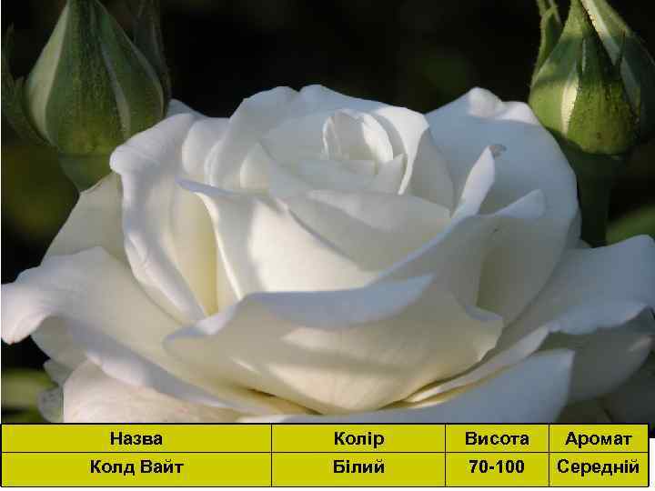 РОРГГГПГООРН Назва Колір Висота Аромат Колд Вайт Білий 70 -100 Середній 