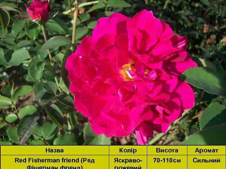 Назва Колір Висота Аромат Red Fisherman friend (Ред Яскраво- 70 -110 см Сильний 