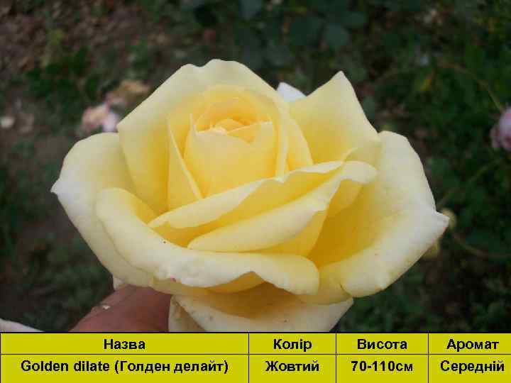 Назва Колір Висота Аромат Golden dilate (Голден делайт) Жовтий 70 -110 см Середній 