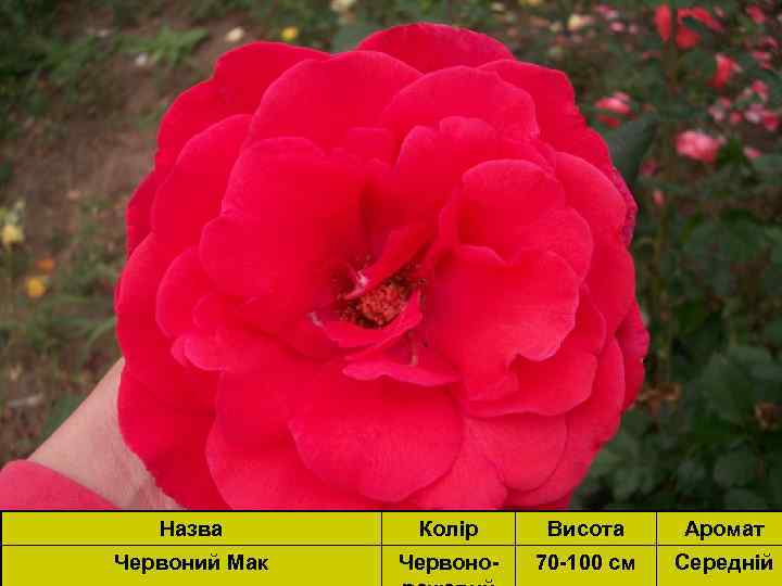 Назва Колір Висота Аромат Червоний Мак Червоно- 70 -100 см Середній 