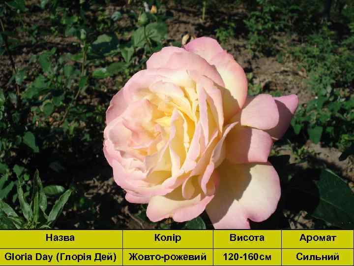Назва Колір Висота Аромат Gloria Day (Глорія Дей) Жовто-рожевий 120 -160 см Сильний 