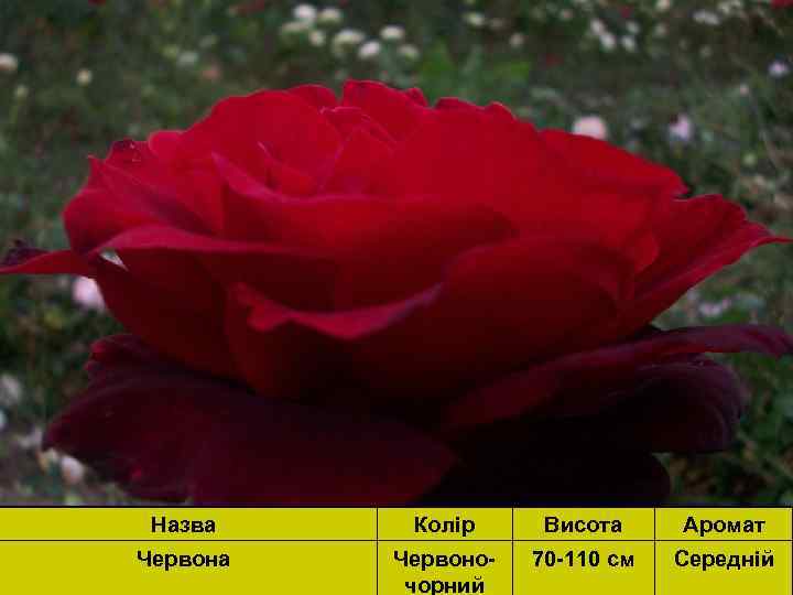 Назва Колір Висота Аромат Червона Червоночорний 70 -110 см Середній 