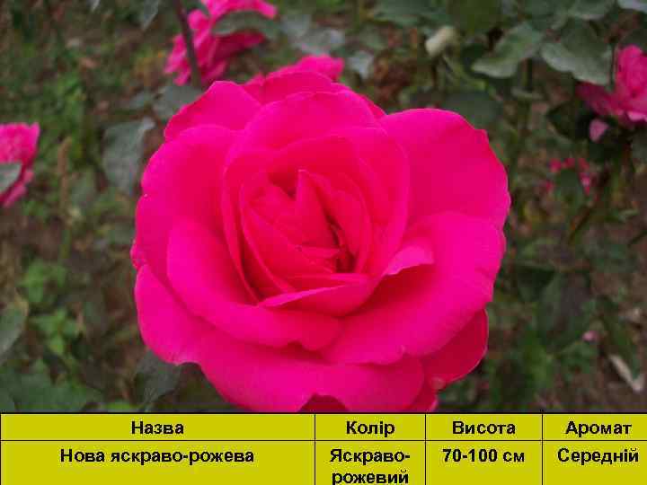 Назва Колір Висота Аромат Нова яскраво-рожева Яскраворожевий 70 -100 см Середній 