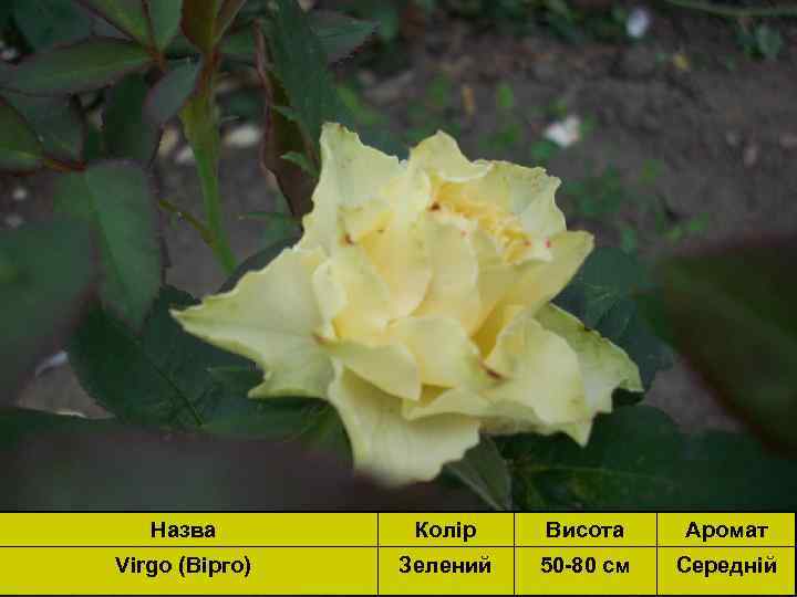 Назва Колір Висота Аромат Virgo (Вірго) Зелений 50 -80 см Середній 