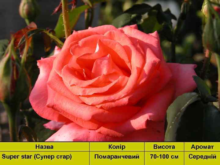 Назва Super star (Cупер стар) Колір Висота Аромат Помаранчевий 70 -100 см Середній 