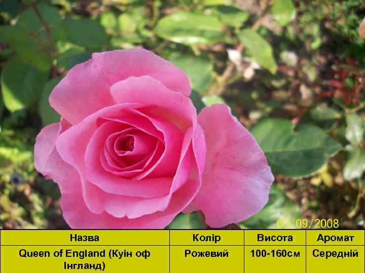 Назва Колір Висота Аромат Queen of England (Куін оф Інгланд) Рожевий 100 -160 см