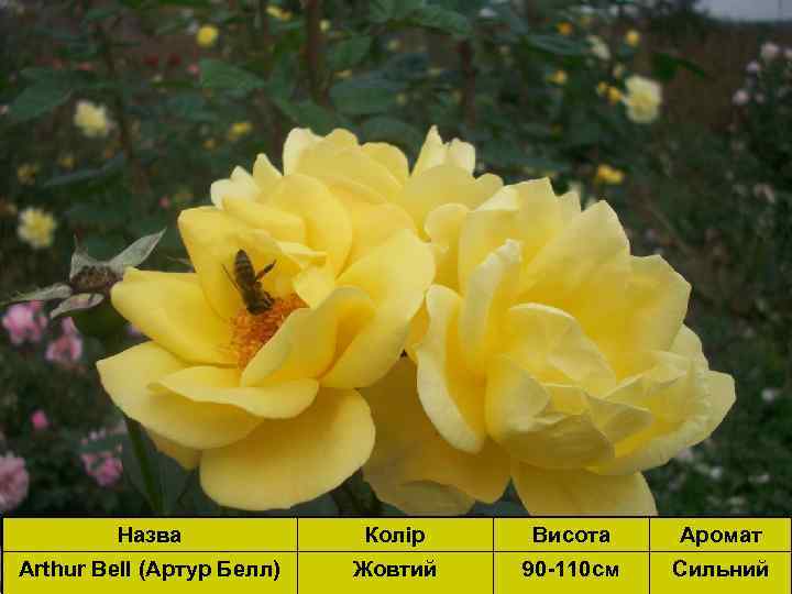 Назва Arthur Bell (Артур Белл) Колір Жовтий Висота Аромат 90 -110 см Сильний 