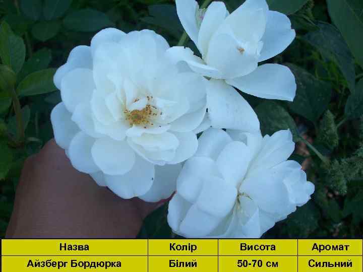 Назва Колір Висота Аромат Айзберг Бордюрка Білий 50 -70 см Сильний 