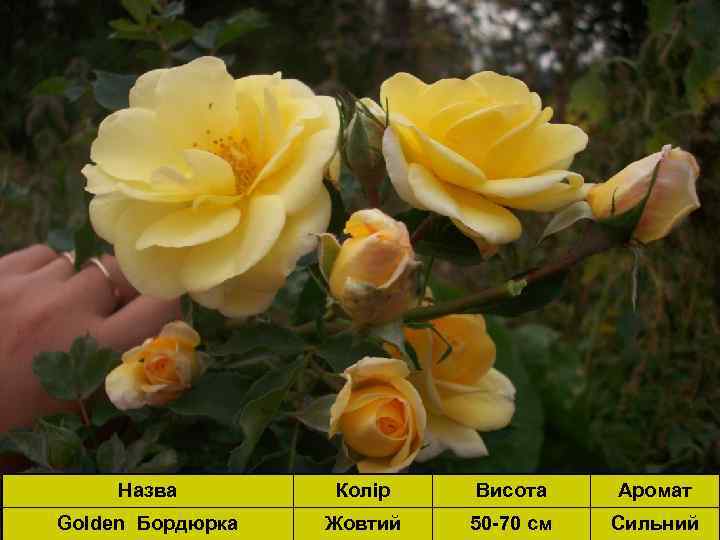 Назва Колір Висота Аромат Golden Бордюрка Жовтий 50 -70 см Сильний 