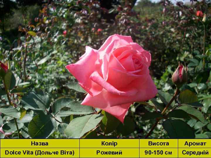 Назва Колір Висота Аромат Dolce Vita (Дольче Віта) Рожевий 90 -150 см Середній 