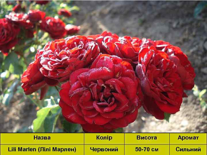 Назва Колір Висота Аромат Lili Marlen (Лілі Марлен) Червоний 50 -70 см Сильний 