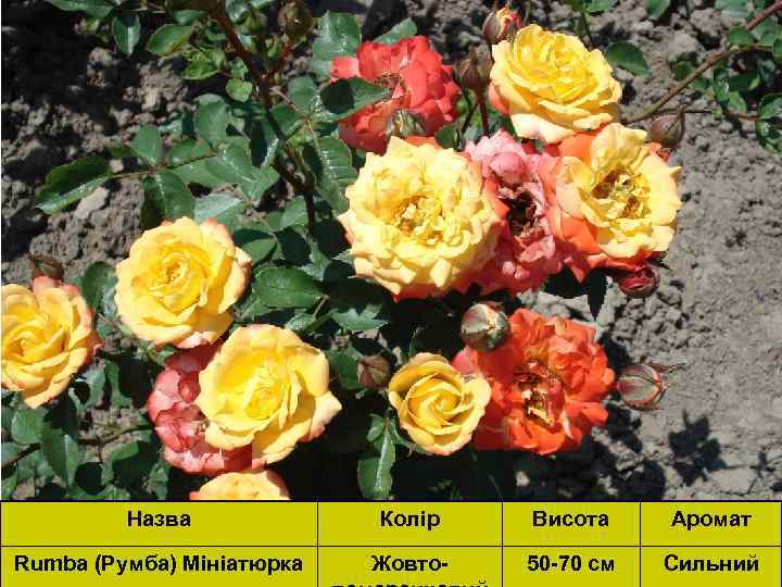 Назва Колір Висота Аромат Rumba (Румба) Мініатюрка Жовто- 50 -70 см Сильний 