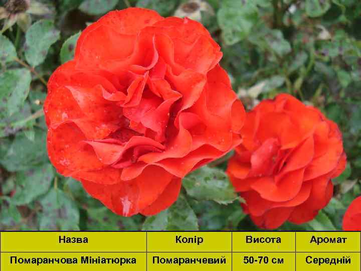 Назва Колір Висота Аромат Помаранчова Мініатюрка Помаранчевий 50 -70 см Середній 
