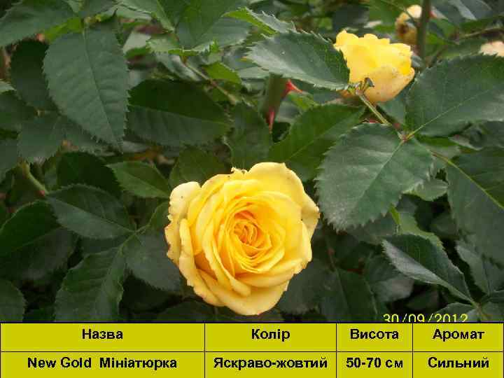 Назва Колір Висота Аромат New Gold Мініатюрка Яскраво-жовтий 50 -70 см Сильний 
