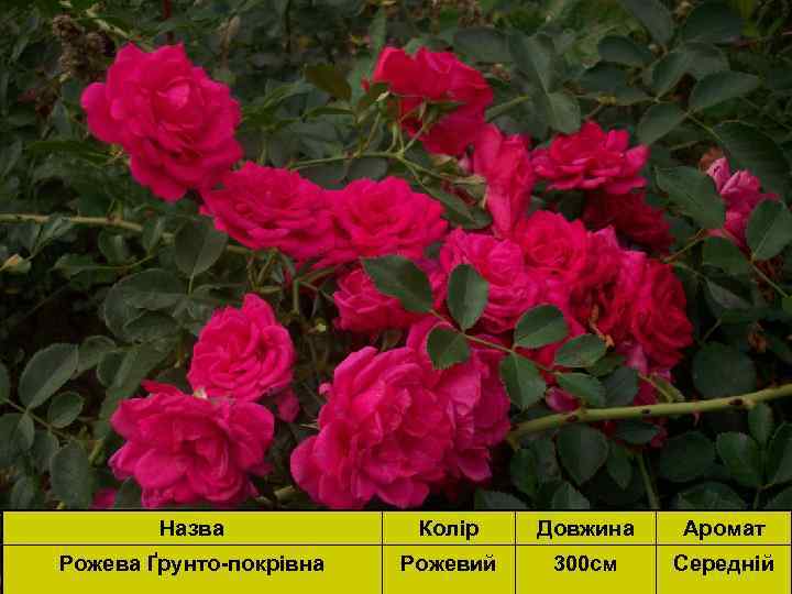 Назва Колір Довжина Аромат Рожева Ґрунто-покрівна Рожевий 300 см Середній 
