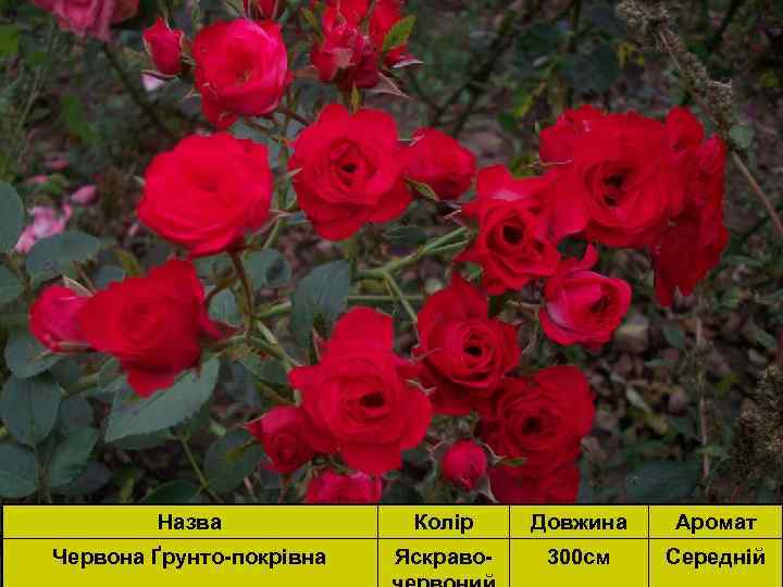 Назва Колір Довжина Аромат Червона Ґрунто-покрівна Яскраво- 300 см Середній 