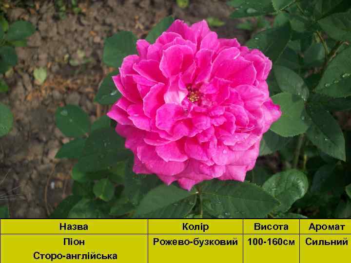 Назва Піон Сторо-англійська Колір Висота Рожево-бузковий 100 -160 см Аромат Сильний 