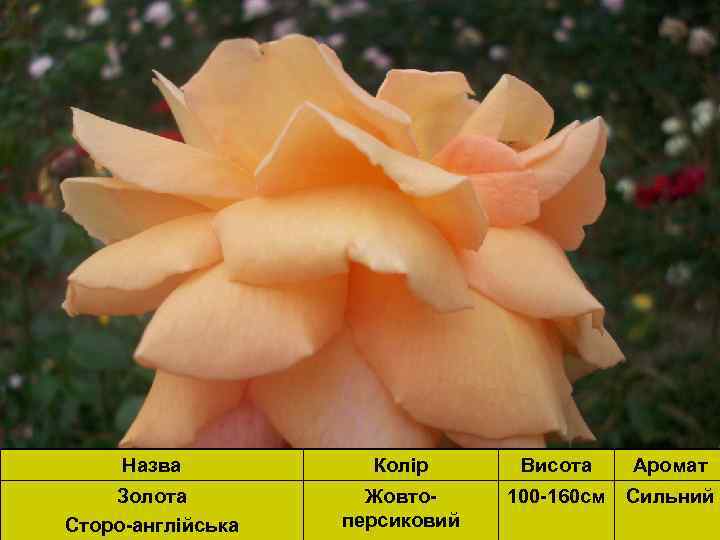 Назва Колір Висота Аромат Золота Сторо-англійська Жовтоперсиковий 100 -160 см Сильний 