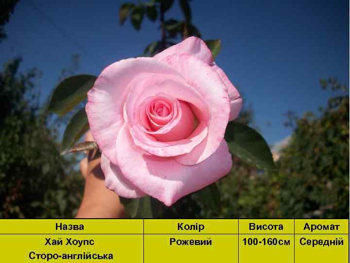 Назва Колір Хай Хоупс Сторо-англійська Рожевий Висота Аромат 100 -160 см Середній 