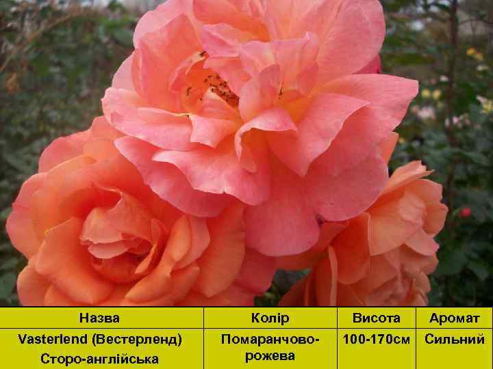 Назва Колір Висота Аромат Vasterlend (Вестерленд) Сторо-англійська Помаранчоворожева 100 -170 см Сильний 