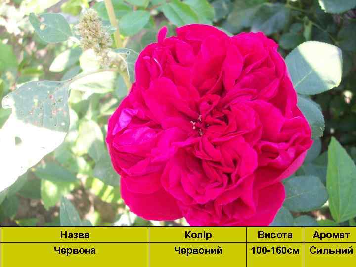 Назва Колір Висота Аромат Червона Червоний 100 -160 см Сильний 
