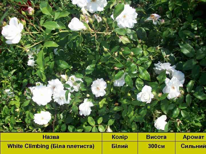 Назва Колір Висота Аромат White Climbing (Біла плетиста) Білий 300 см Сильний 