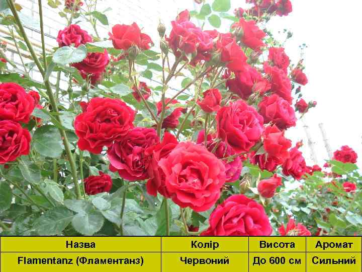 Назва Flamentanz (Фламентанз) Flamentanz(Фламентанз) Колір Висота Аромат Червоний До 600 см см Сильний До