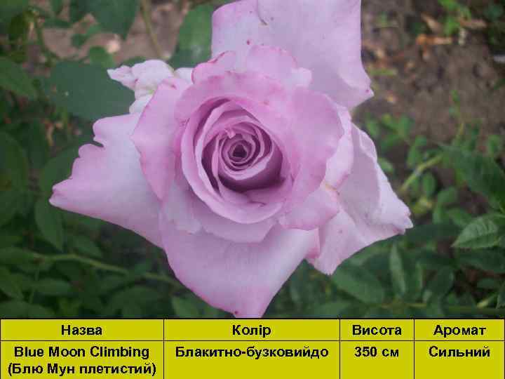 Назва Колір Висота Аромат Blue Moon Climbing (Блю Мун плетистий) Блакитно-бузковийдо 350 см Сильний