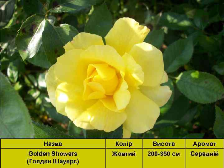 Назва Колір Висота Аромат Golden Showers (Голден Шауерс) Жовтий 200 -350 cм Середній 