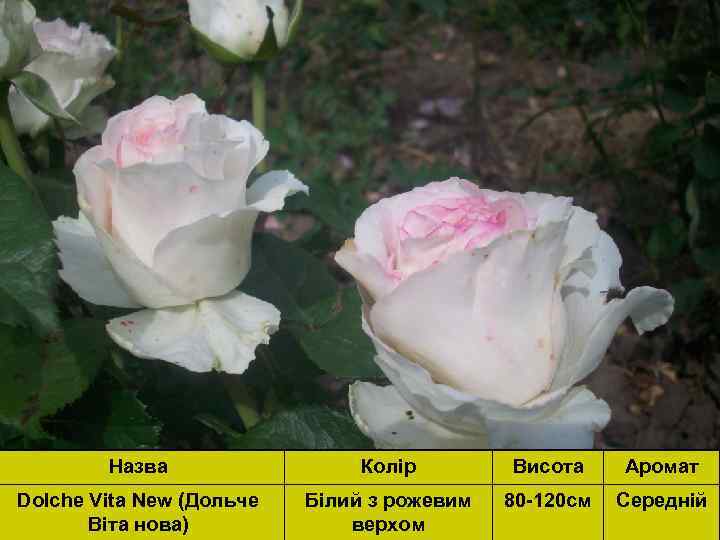 Назва Колір Висота Аромат Dolche Vita New (Дольче Віта нова) Білий з рожевим верхом