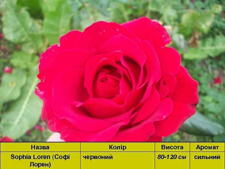 Назва Sophia Loren (Софія Sophia Loren (Софі Лорен) Колір червоний Висота Аромат 80 -120