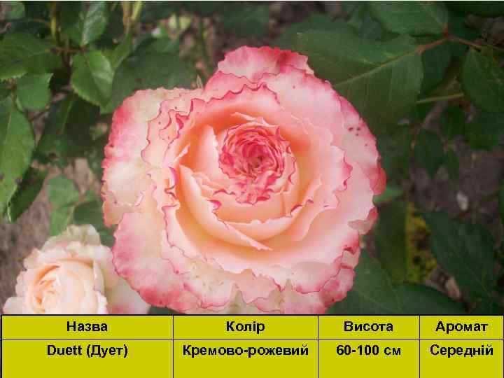Назва Колір Висота Аромат Duett (Дует) Кремово-рожевий 60 -100 см Середній 