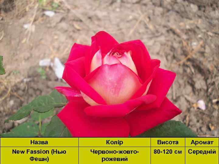 Назва Колір New Fassion (Нью Фешн) Червоно-жовторожевий Висота Аромат 80 -120 см Середній 