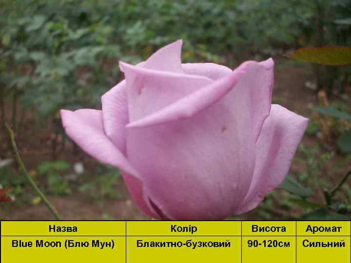 Назва Колір Висота Аромат Blue Moon (Блю Мун) Блакитно-бузковий 90 -120 см Сильний 