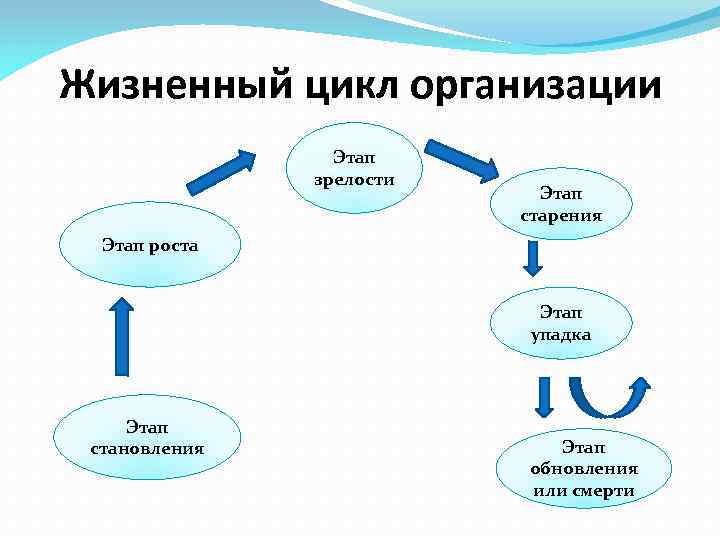 Жизненный цикл организации Этап зрелости Этап старения Этап роста Этап упадка Этап становления Этап