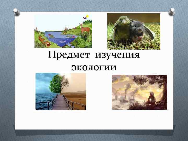 Предмет изучения экологии 