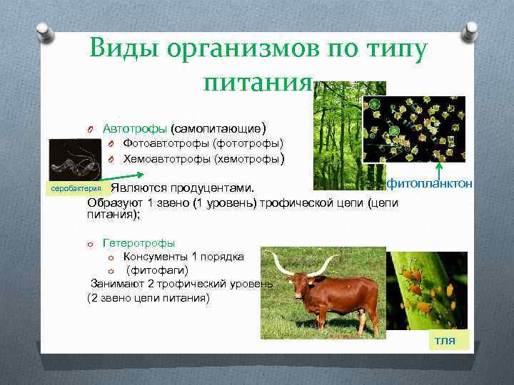 Дайте определение понятию автотрофы. Хемотрофный Тип питания. Виды организмов. Автотрофы хемоавтотрофы фотоавтотрофы. Фототрофы организмы.