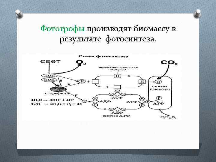Фототрофы производят биомассу в результате фотосинтеза. 